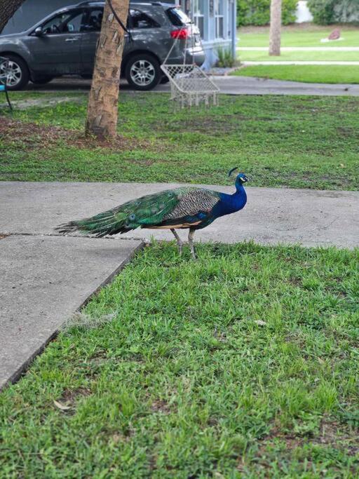 Nature Coast Getaway #1 - Cozy 2 Bedroom Homosassa Exterior foto